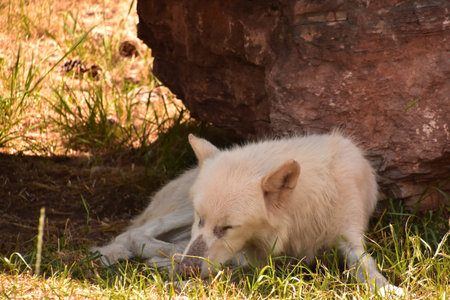 Beautiful sleeping white timber wolf resting beside a red rock.