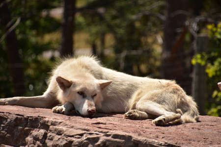 Beautiful timber wolf laying down on a rock in the summer sun.