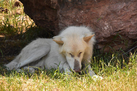 White timber wolf licking his paw while resting in the wild.