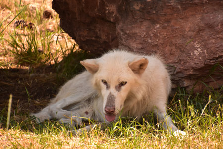 Wild timber wolf with his tongue peaking out in the wild.