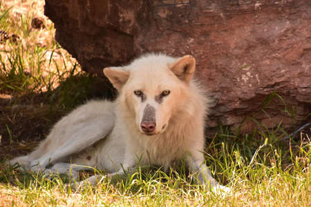 Stunning look into the face of a beautiful white wolf resting.