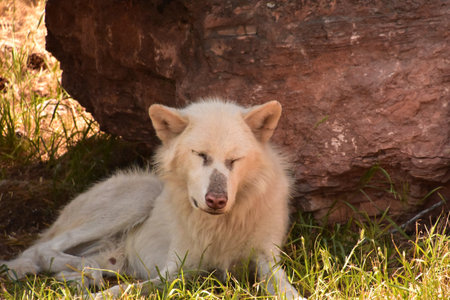 Beautiful male white wolf resting in the shade of a rock in the summer.