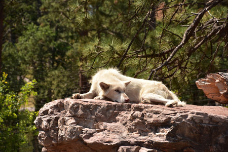 Resting timber wolf on a large red rock in the midwestern US.の写真素材
