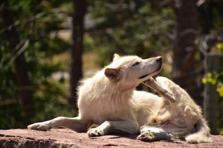 Timber wolf laying on a rock scratching an itch with his rear leg.