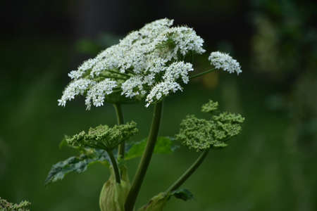 Pretty flowering white queen Anne's lace flower blooming and flowering in the summer.の写真素材