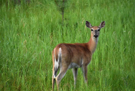 Young doe standing alone in a meadow in the summer in South Dakota.の写真素材