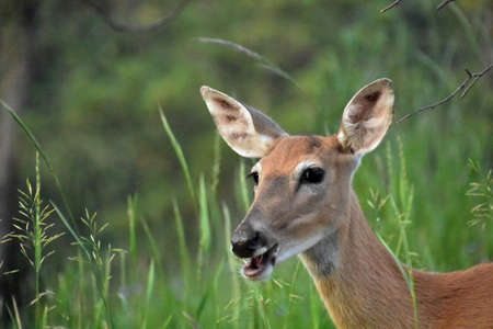Very cute deer with his mouth wide open in the summer time.