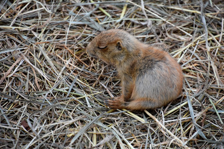 Cute baby prairie dog sitting up on his haunches in straw.