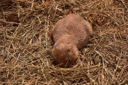 Black tailed prairie dog with his head buried in a pile of straw and hay.