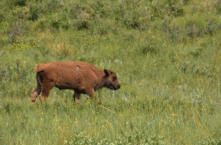 Fluffy small bison calf moving slowly through a grass filled field.