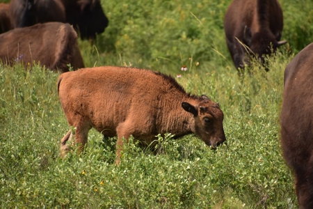 Adorable roaming baby bison in a grass meadow with wildflowers.の写真素材