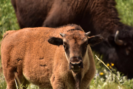 Stunning capture of a baby bison calf on a warm summer day.の写真素材