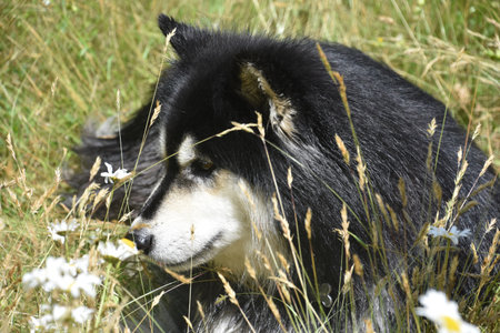 Black and white shaggy dog in tall grass.