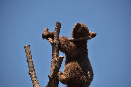 Cute black bear cub looking over the top of a tree branch.