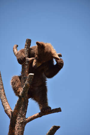 Adorable playful bear up in a tree in the summer.