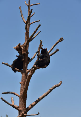 Three black bear cubs sitting up in a tree in the summer time.