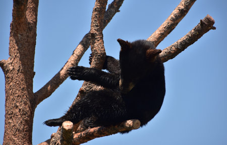 Up close with a black bear cub sitting on a branch in the summer.