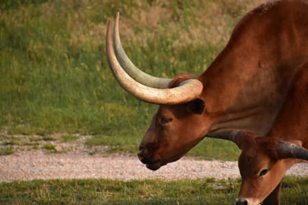 Pair of brown longhorn steer in a field.