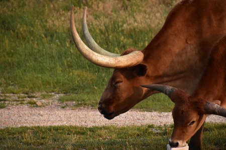 Side profile of a brown longhorn steer with another steer.の写真素材