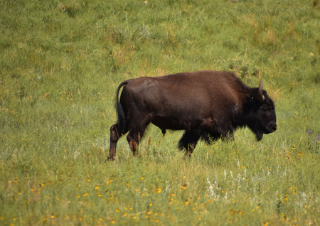 Landscape with a young bison grazing in a large grass filled field.