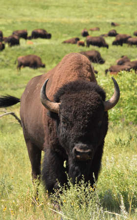 Direct look into the face of an American Buffalo in a field.の写真素材
