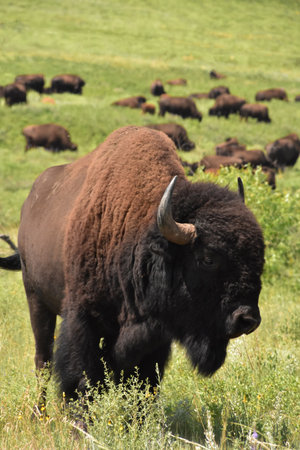 Beautiful large American bison bull standing in a field with a herd.