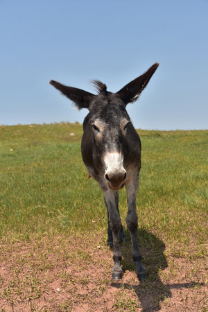 Direct look into the face of a dark colored burro.