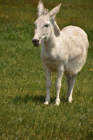 Cute white donkey standing in a large grass meadow.
