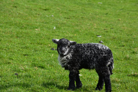 Adorable black and grey spring lamb in a grass field.