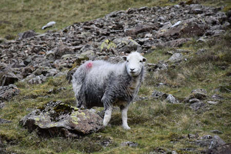 Shaggy white and gray sheep standing on a rugged hill.の写真素材