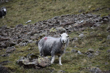 Tall rock hill with shaggy sheep grazing among the rocks.の写真素材