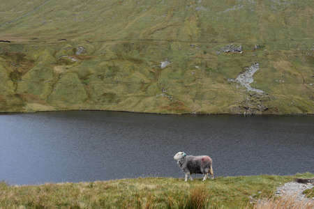Sheep beside grisdale tarn with rolling fells surrounding it in England.