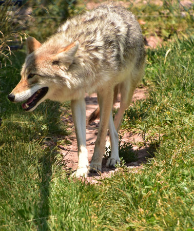 Prowling coyote on a hot summer day in grass.