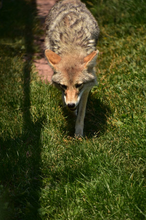 Prowling wild prairie wolf during a hot summer day.