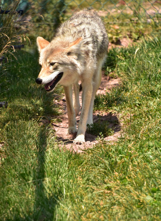Hot summer sun shining on the fur of a coyote.