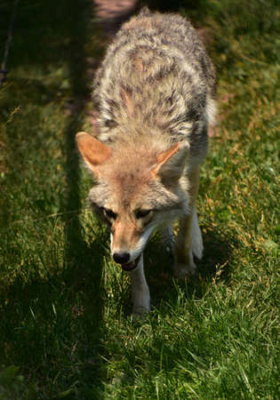 Furry coyote on the prowl for prey in the summer.