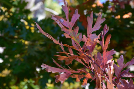 Fantastic up close look at oak leaves changing colors in the Fall.の写真素材