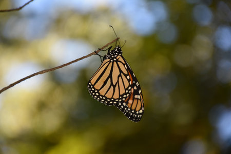 Butterfly with orange spotted wings on a branch in the fall.