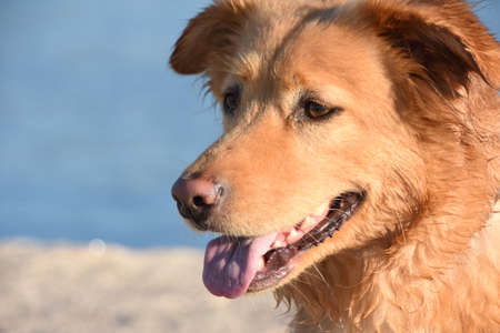 Adorable retriever dog with a pink nose and tongue.