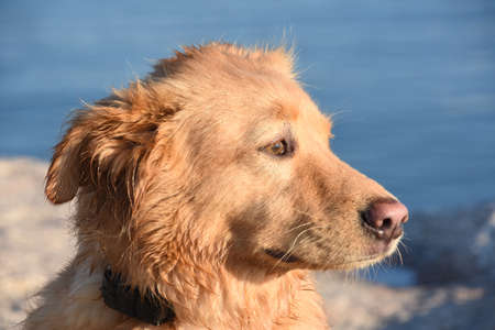 Side profile of a little red dog with a cute pink nose.の写真素材