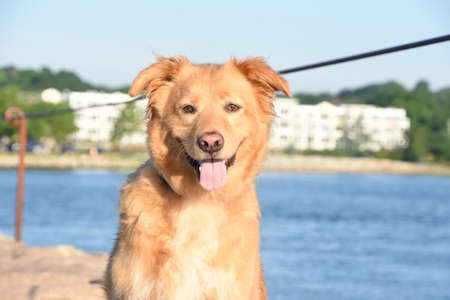 Beautiful smiling retriever dog sitting by the ocean.