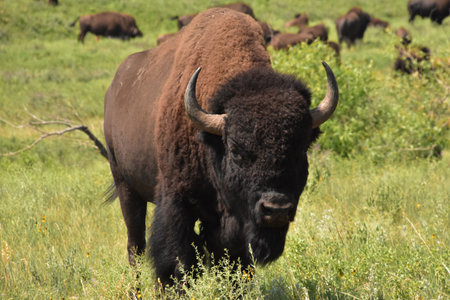 Fantastic direct look into the face of an American Bison in North Dakota.