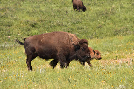 Bison with a young calf roaming in a grass field in North Dakota.の写真素材
