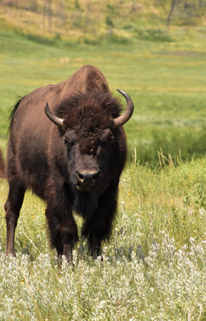 Flies resting on the head of an American bison on a summer day.