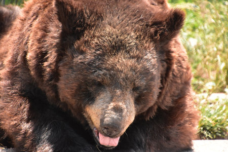 Large black bear with his tongue sticking out up close.