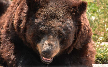 Fantastic black bear close up with his mouth slightly open.の写真素材
