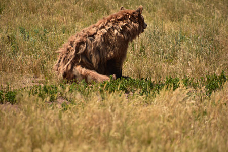 Furry and shaggy brown bear sitting up in a grass field.の写真素材