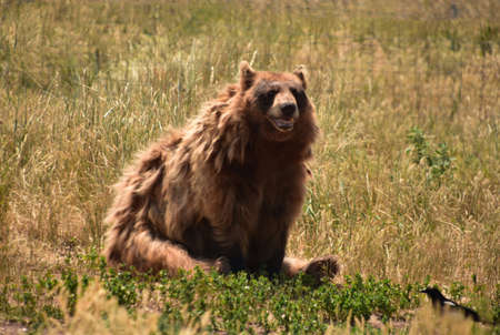 Fluffy brown black bear sitting up in a grass field.の写真素材