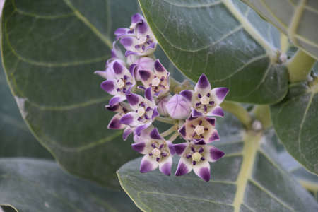 Gorgeous flowering purple and white milkweed flowers blooming on a bush.の写真素材