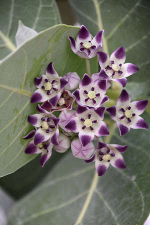 Pretty flowering white and purple giant milkweed flower in bloom.の写真素材